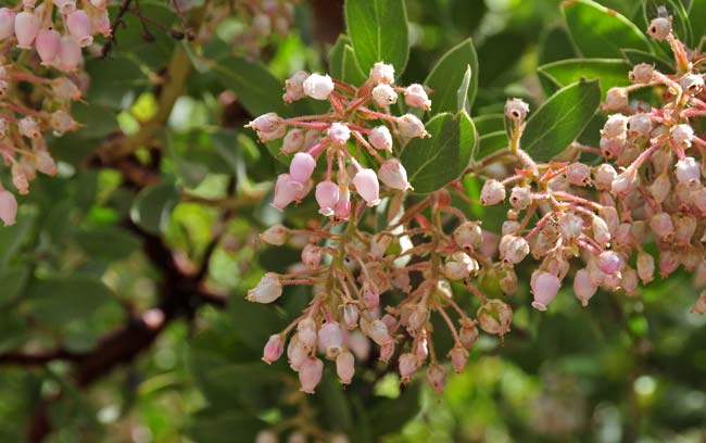 Arctostaphylos pringlei, Pringle Manzanita, Southwest Desert Flora